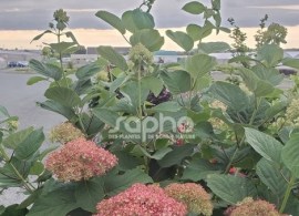 a_6620_6975 — kopiya (2)48